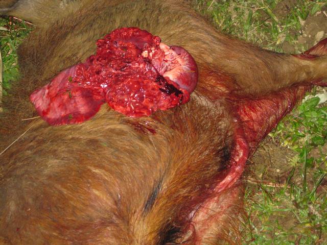 Boar 30 yards Matrix Boar 30 yards Matrix